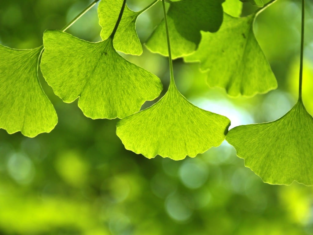 Ginkgo Biloba Powder