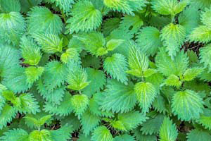 nettle