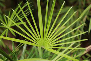 palmetto